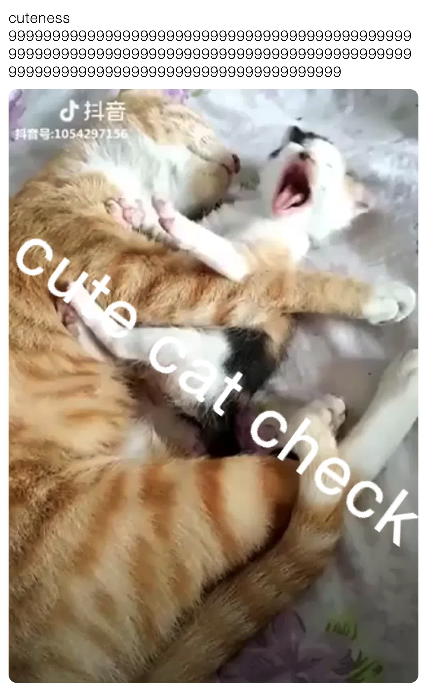 Cute cat = i’m weird I just am