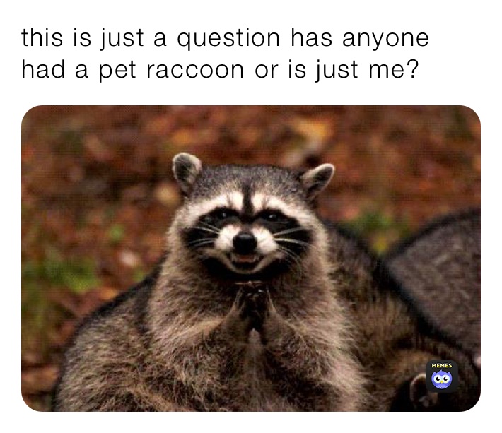 this is just a question has anyone had a pet raccoon or is just me?