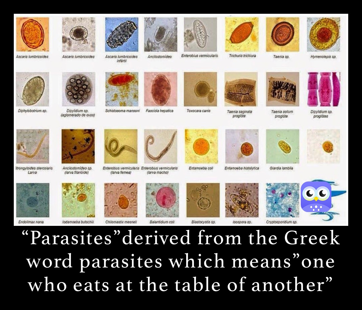 “Parasites”derived from the Greek word parasites which means”one who eats at the table of another”