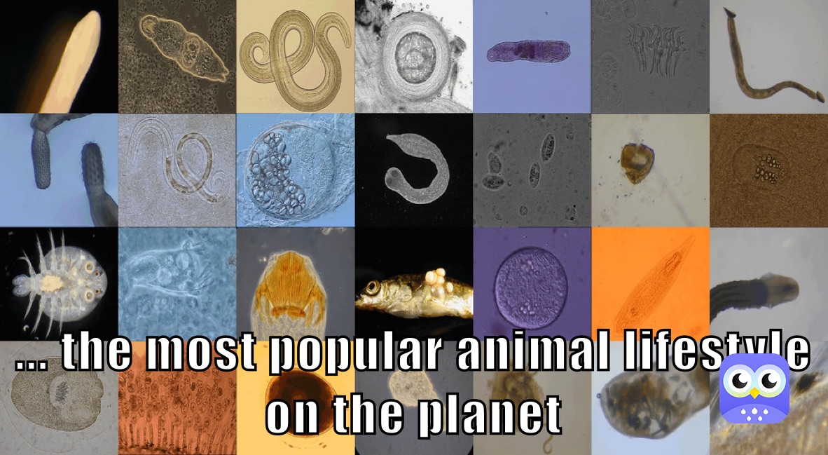 ... the most popular animal lifestyle on the planet