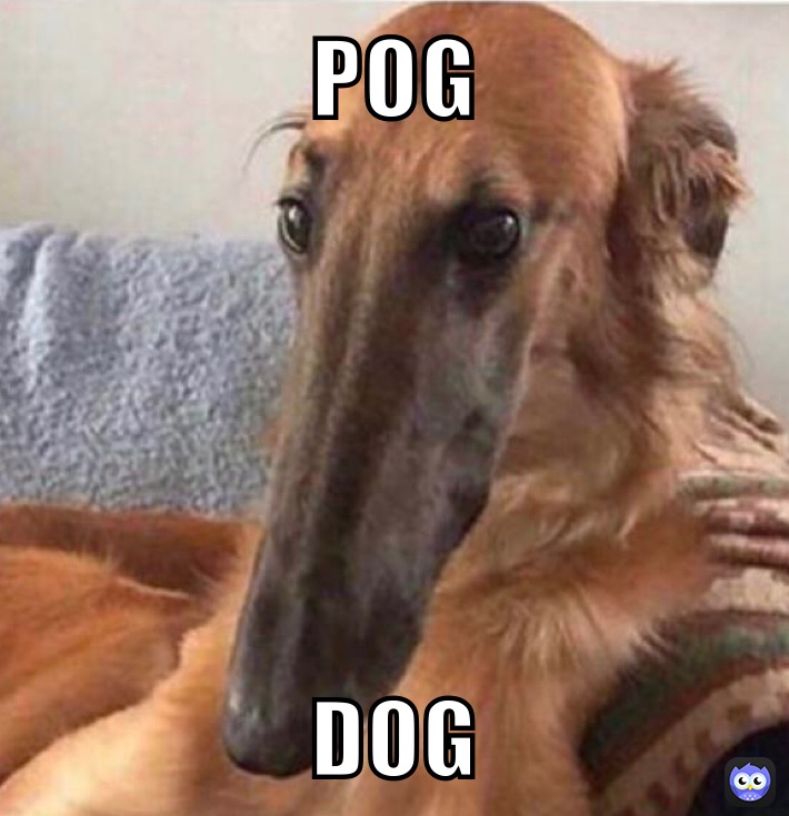 POG DOG