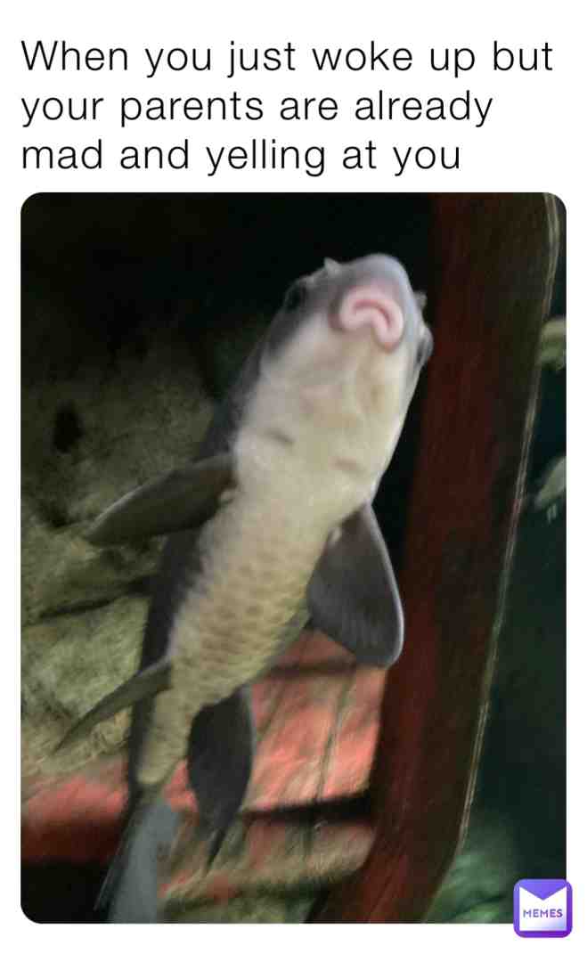Meme shared by @catsrcool04
