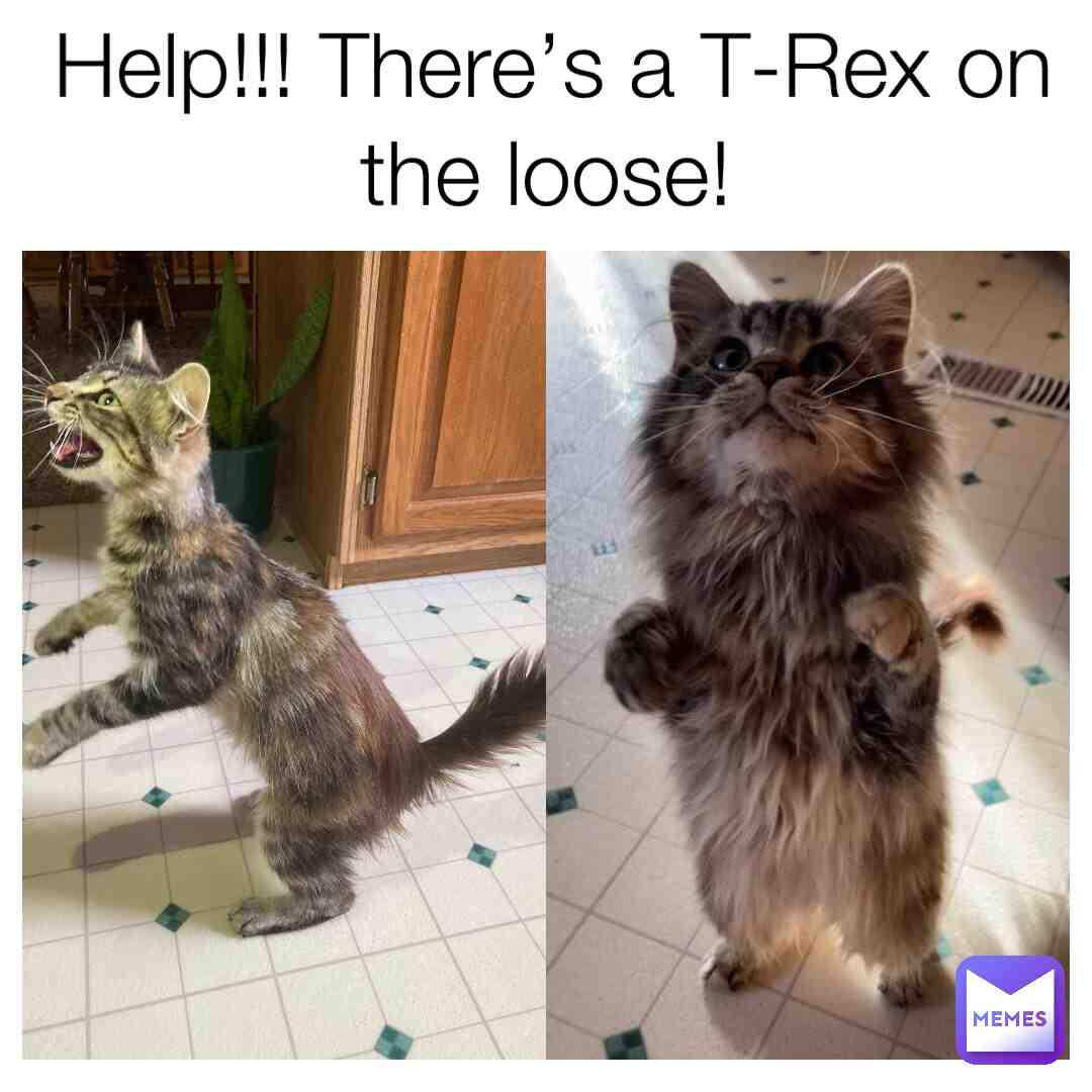 Meme shared by @catsrcool04