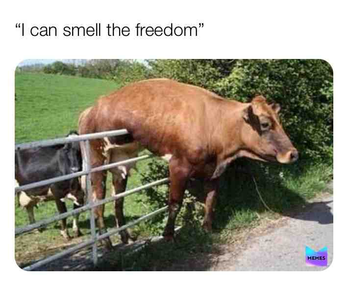 Meme shared by @slytherclaw