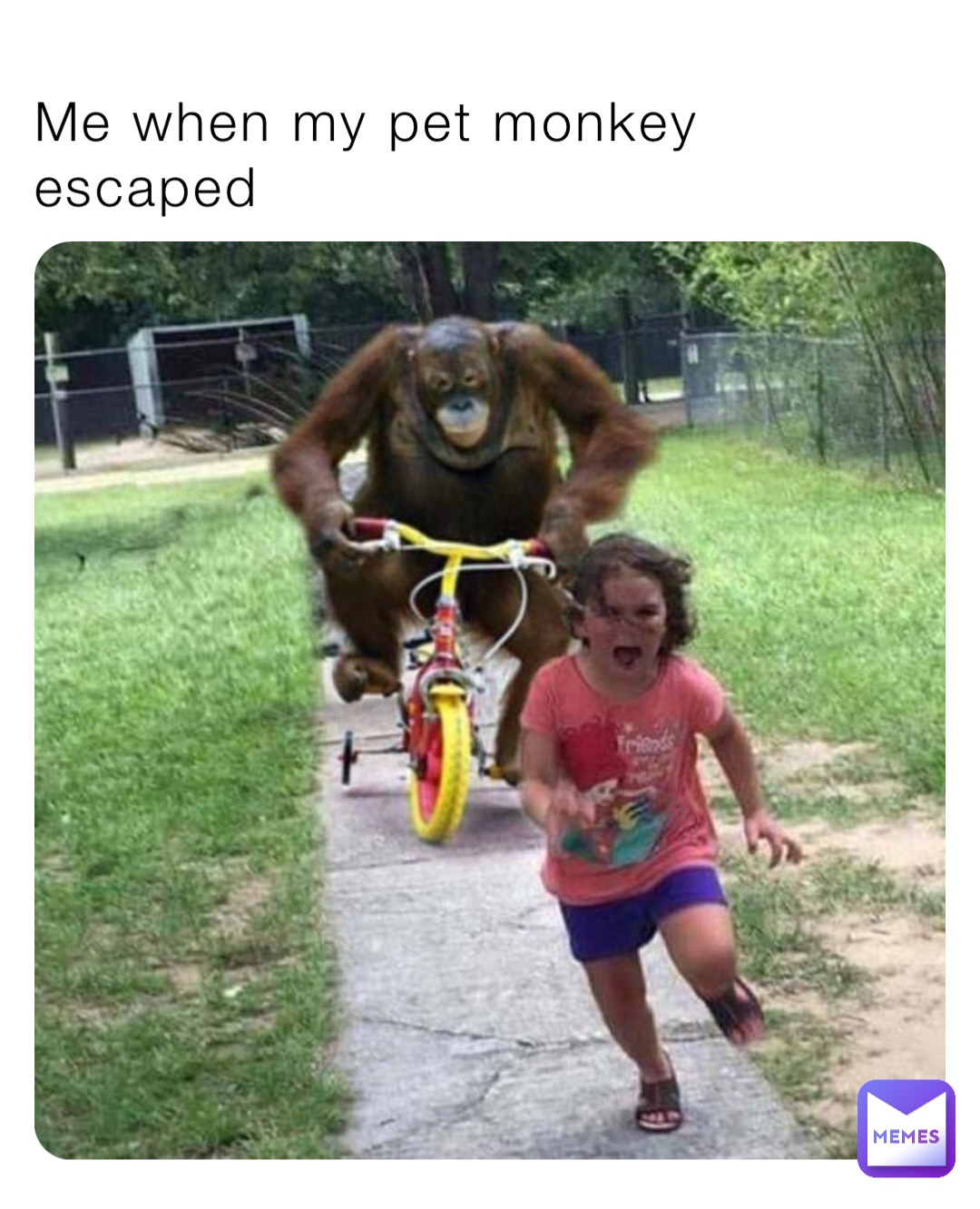 Me when my pet monkey escaped