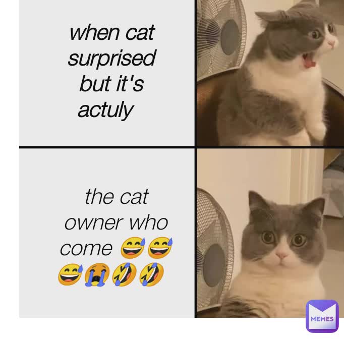 when cat surprised but it's actuly the cat owner who come 😅😅😅😭🤣🤣 ...