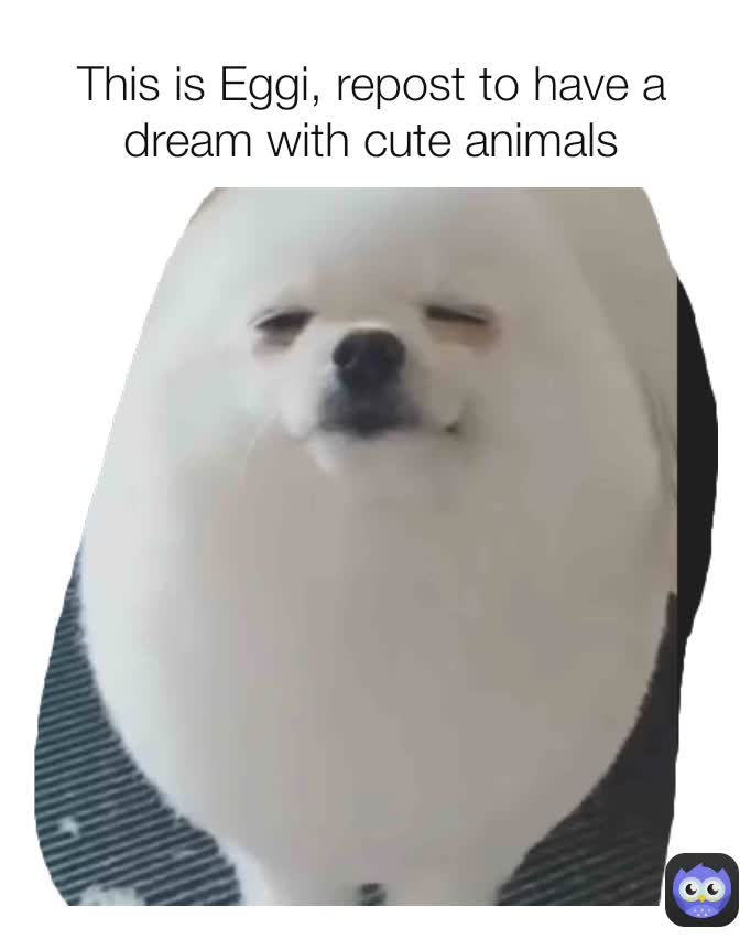 This is Eggi, repost to have a dream with cute animals