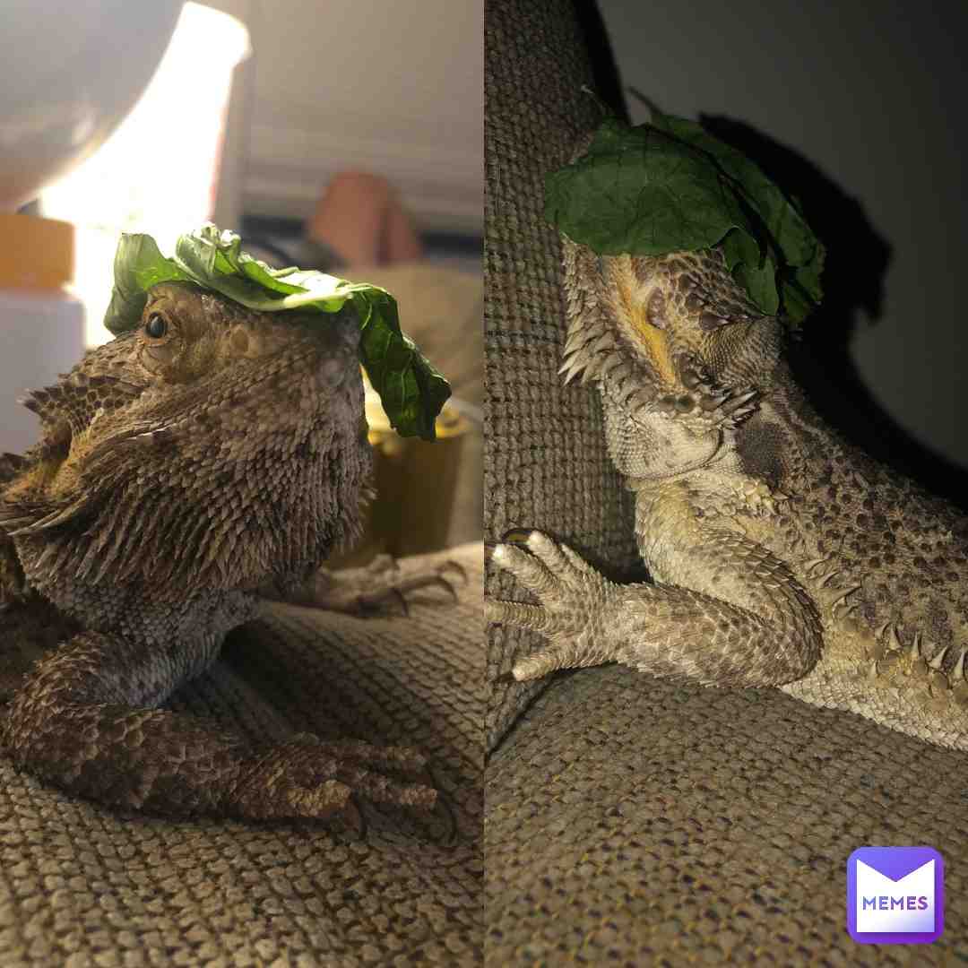 my lizard because i ran out of ideas