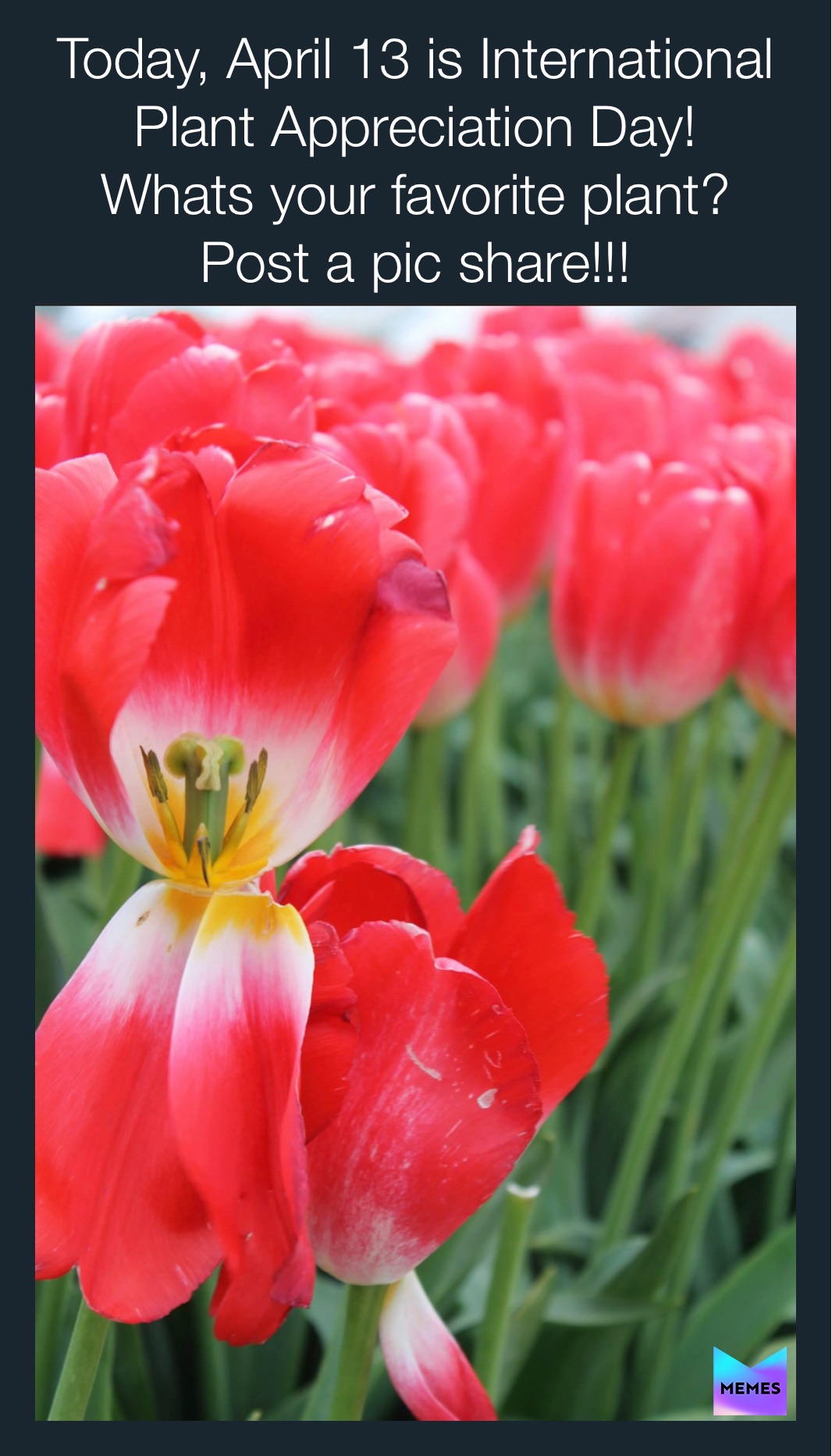 Meme by terrilynnmann