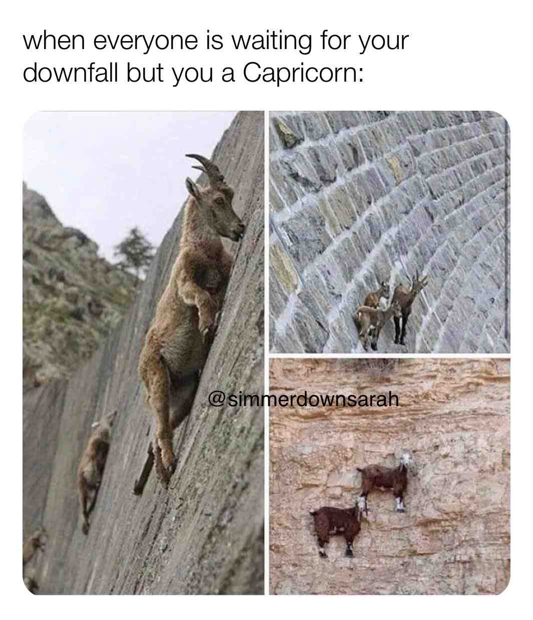 #astrology #capricorn #goatmemes #goat
