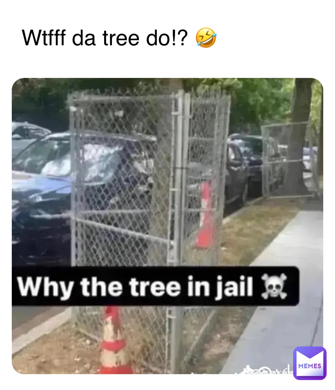 Wtfff da tree do!? 🤣