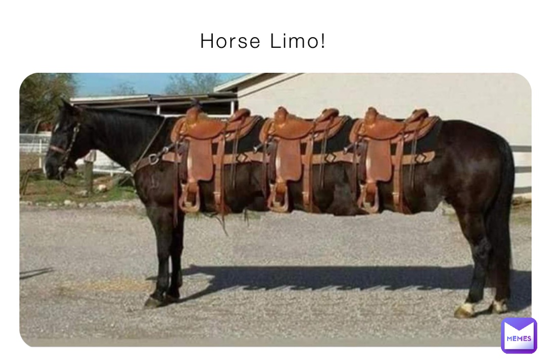 Horse Limo!