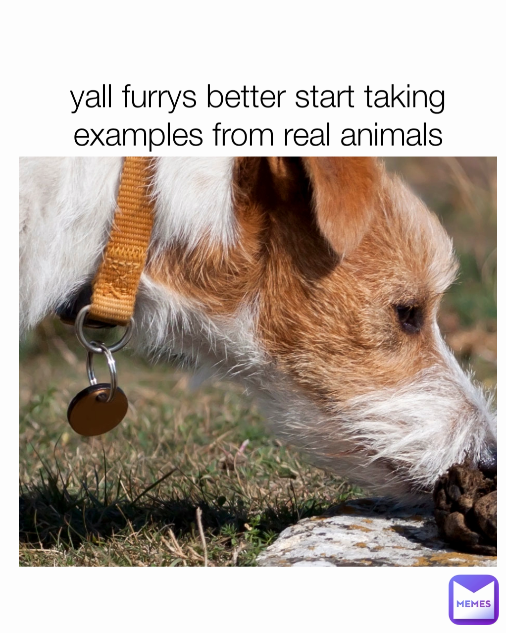 yall furrys better start taking examples from real animals