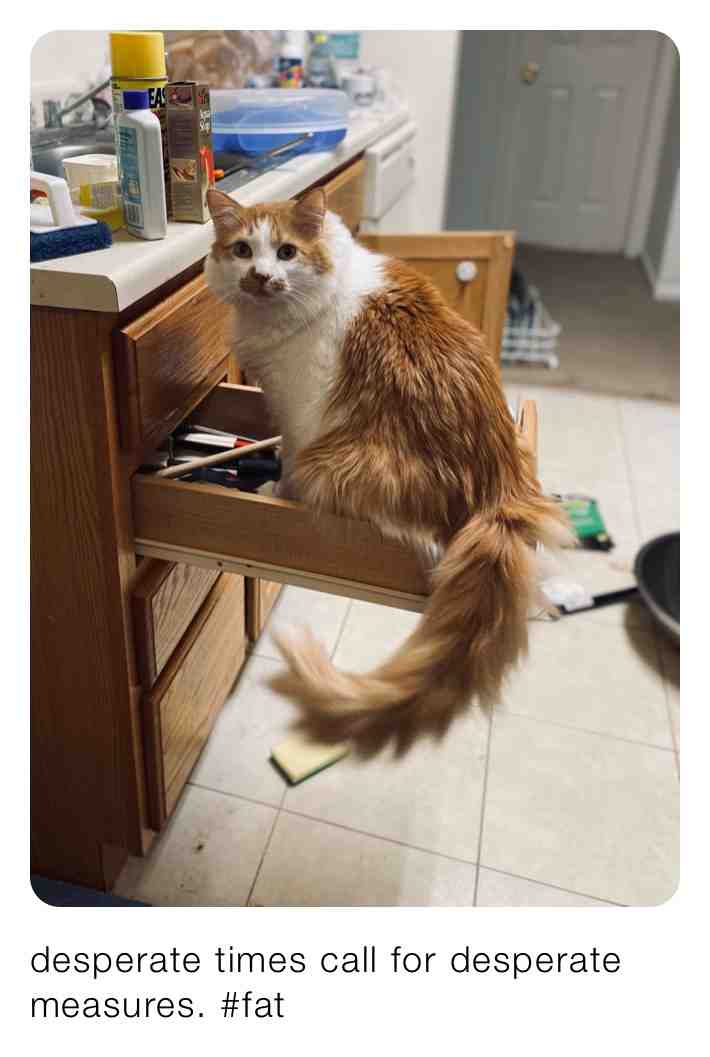 #memesdaily #memeschallenge #funnymemes #ready #money #memestagram #memestagram #oddlymemes #kittymemes #overit #cat #weirdo #weirdocat #
