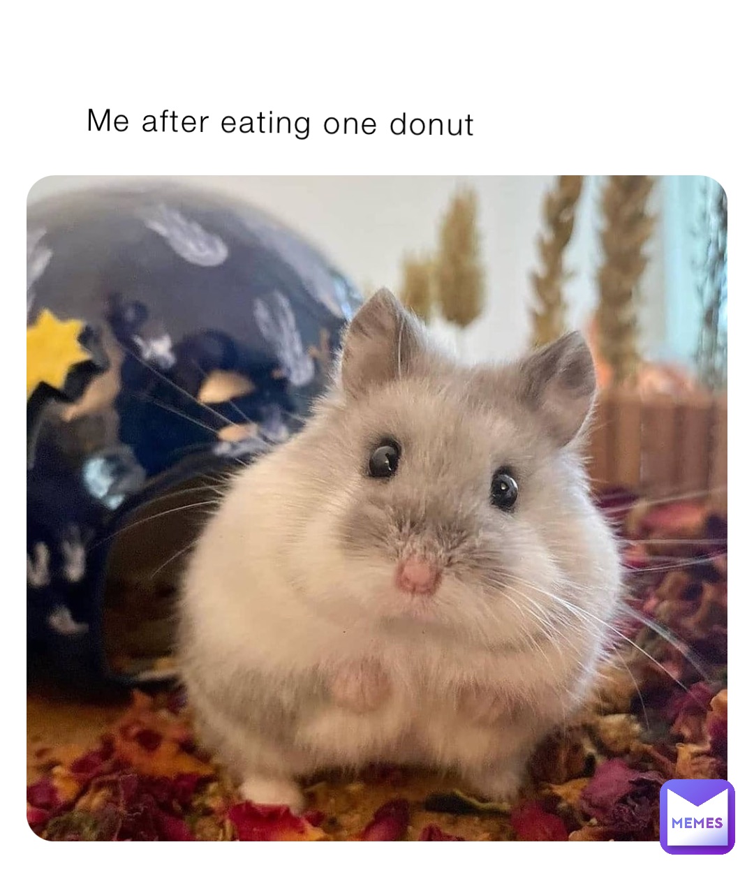 Me after eating one donut