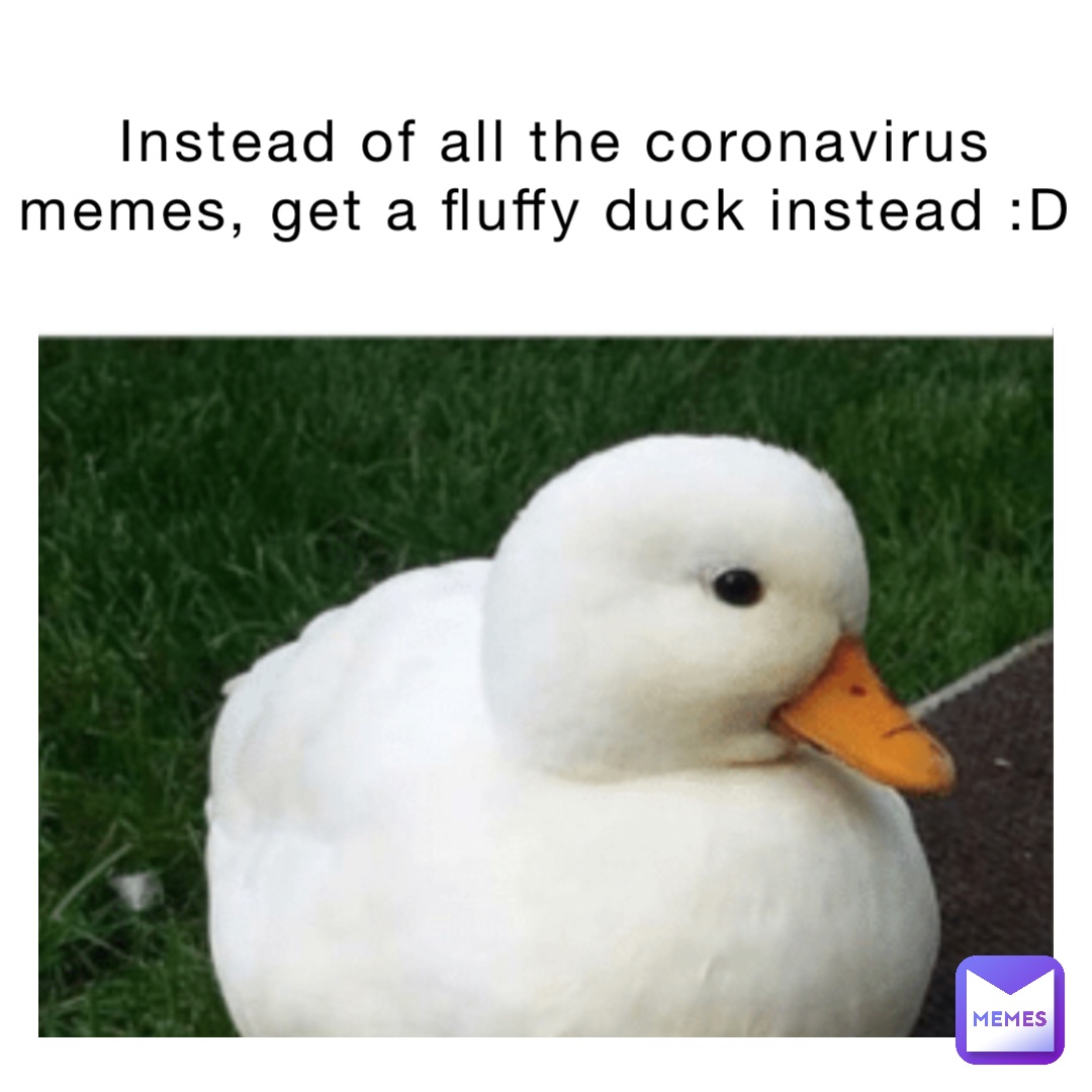 Instead of all the coronavirus memes, get a fluffy duck instead :D