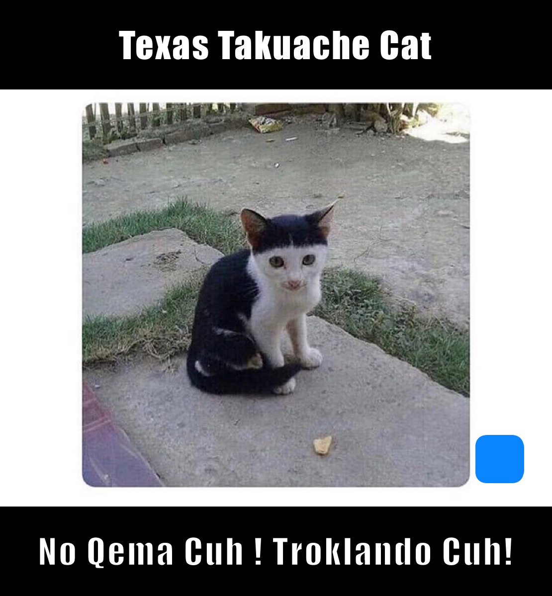 Texas Takuache Cat No Qema Cuh ! Troklando Cuh!