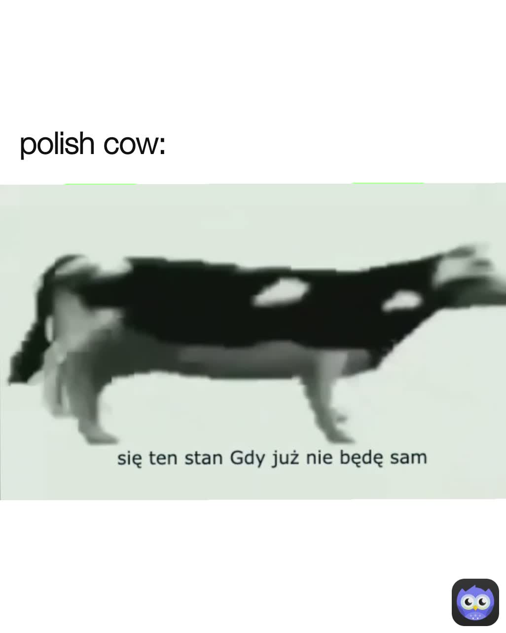 polish cow: | @HoleMemeS | Memes