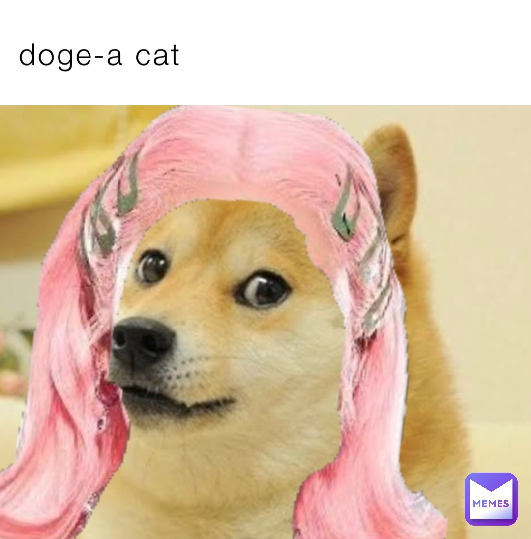 doge-a cat