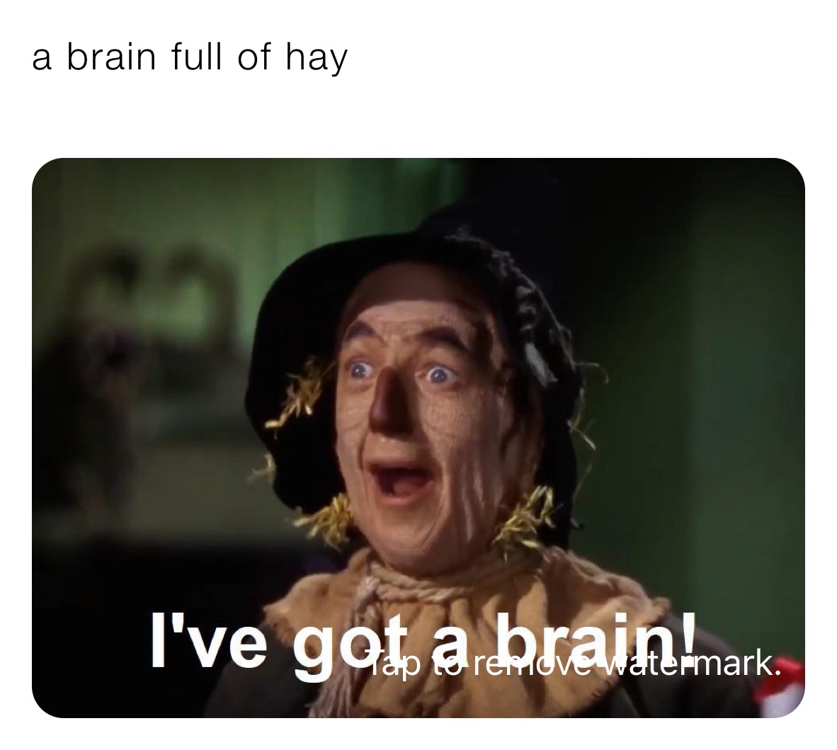 a brain full of hay
