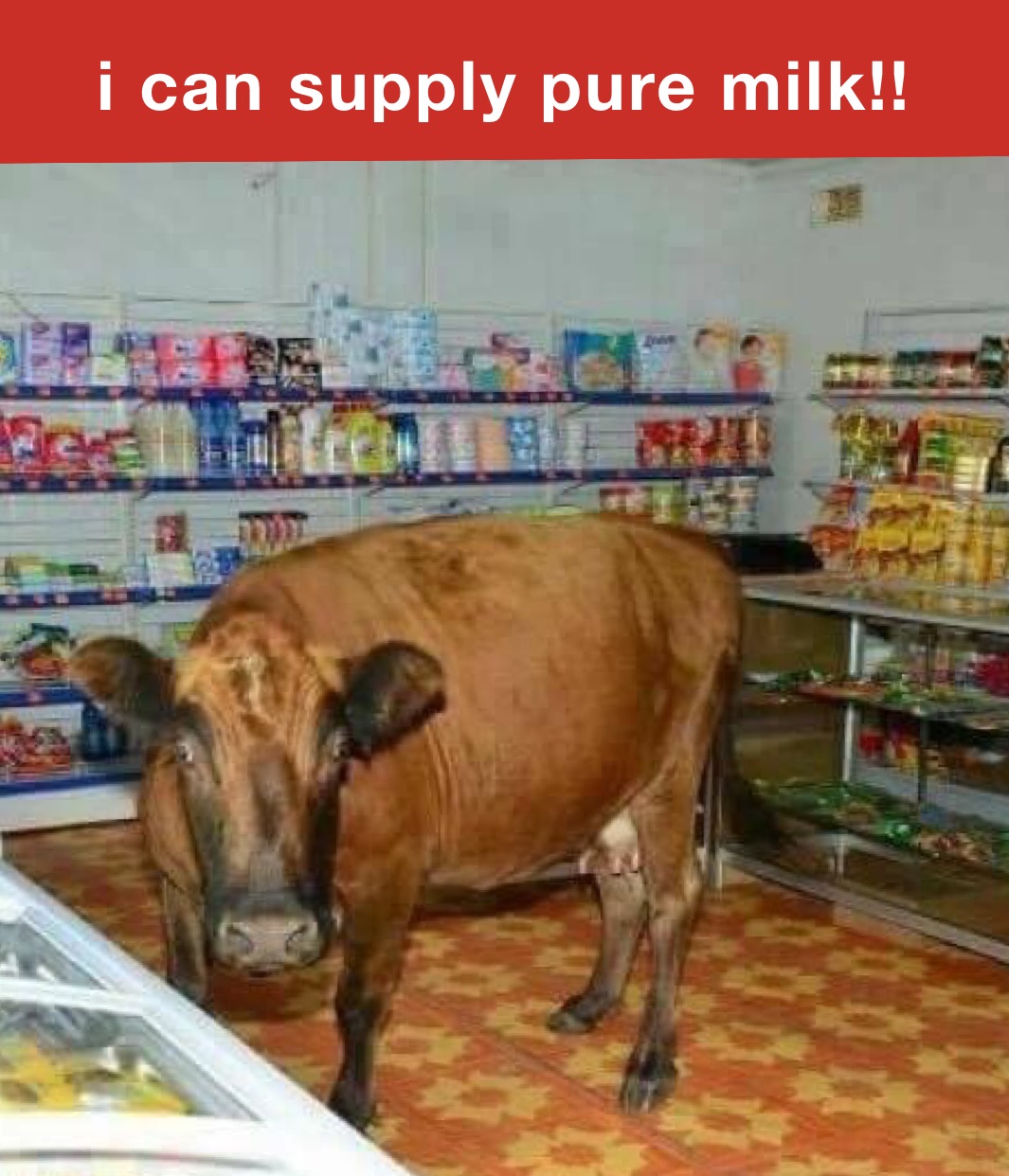 i can supply pure milk!!