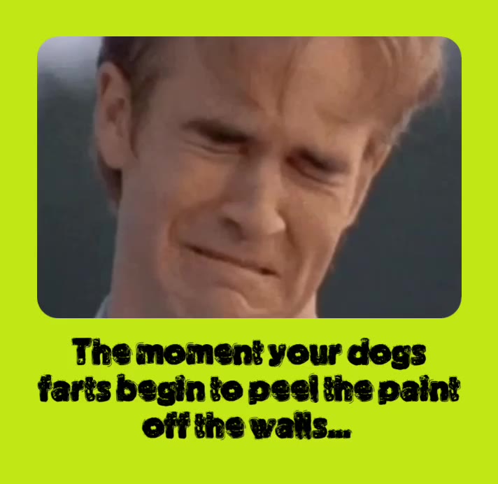 ‪The moment your dogs farts begin to peel the paint off the walls... ‬ #Dogs #Farts