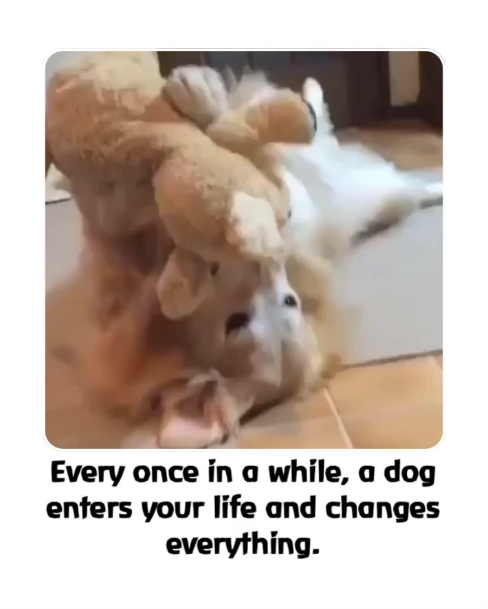 Every once in a while, a dog enters your life and changes everything.