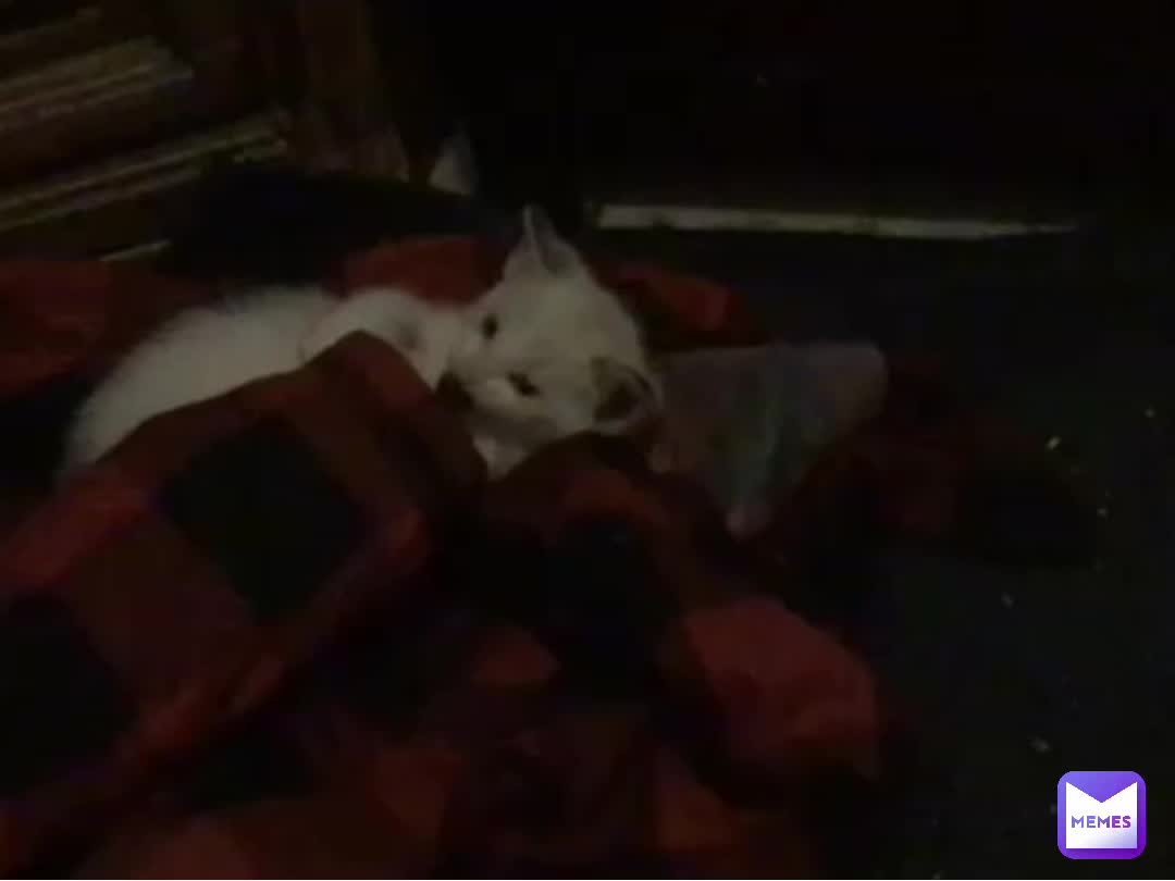 I have a cat now.