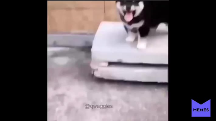 #funny  #meme  #lilthane  #new  #instagram  #video  #tiktok  #laugh  #pupper  #dog