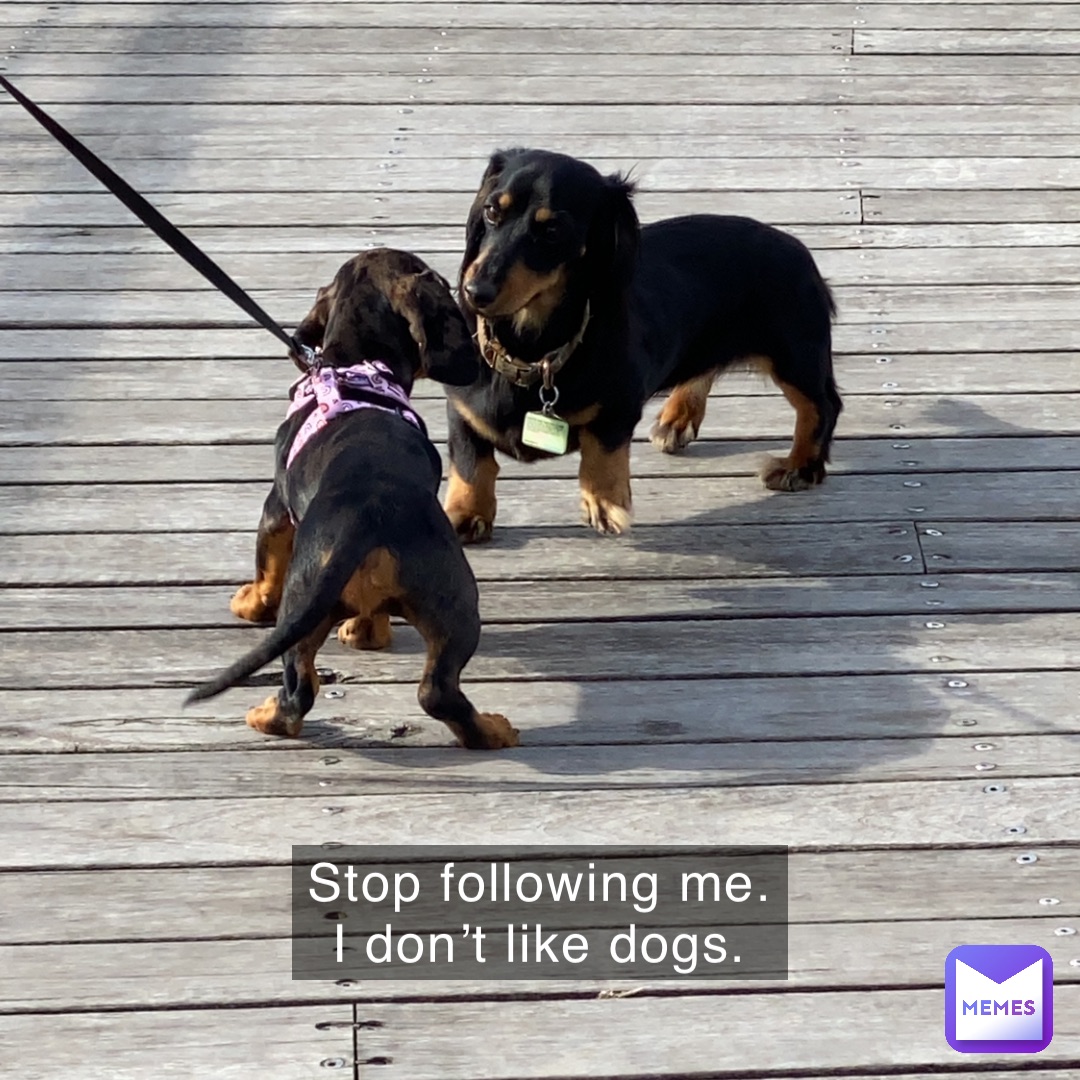 Stop following me. I don’t like dogs.