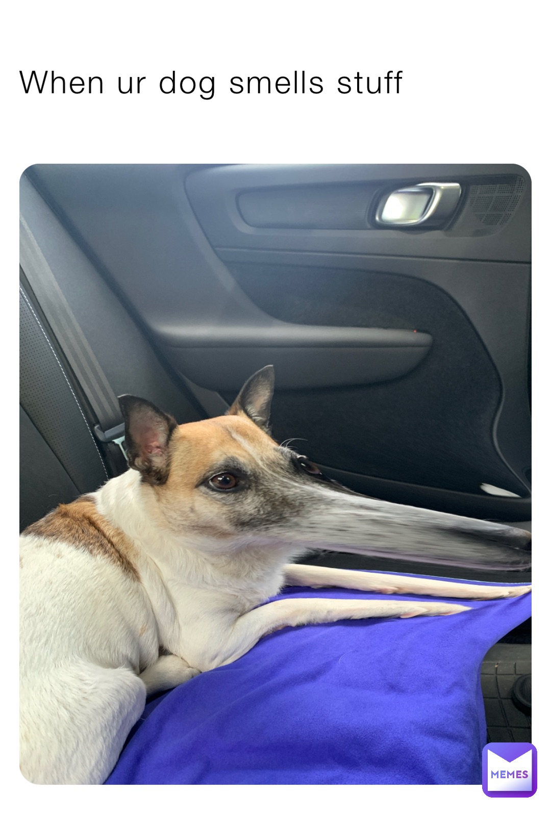 When ur dog smells stuff