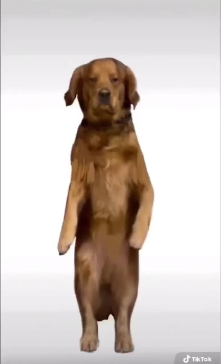 Dog dancing to Chinese song meme
 #viral   #meme  #trending   #chinese  #animal  #chinesecat  #chineseanimalsdancing  #chinesecatsong  #bathsong  #showersong   #\u732b\u30df\u30fc\u30e0  #\u732b\u30c0\u30f3\u30b9  #\u304a\u3059\u3059\u3081  #\u732b\u30df\u30fc\u30e0\u7d20\u6750   #lgbtq  #tiktok  #flop  #flop  #memes  #trending  #dabkmemes  #jiafei  #stantwitter  #floptropica  #nocontext  #wholesome  #nocontext