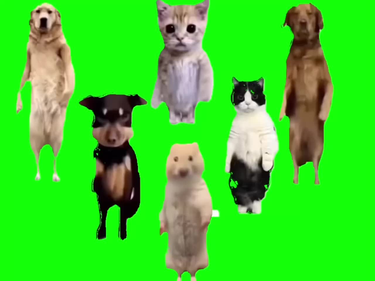 Animals dancing to Chinese song (GREEN SCREEN) - 【猫ミーム】最新猫ダンス素材。素材だけでも可愛い #2