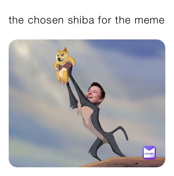 the chosen shiba for the meme