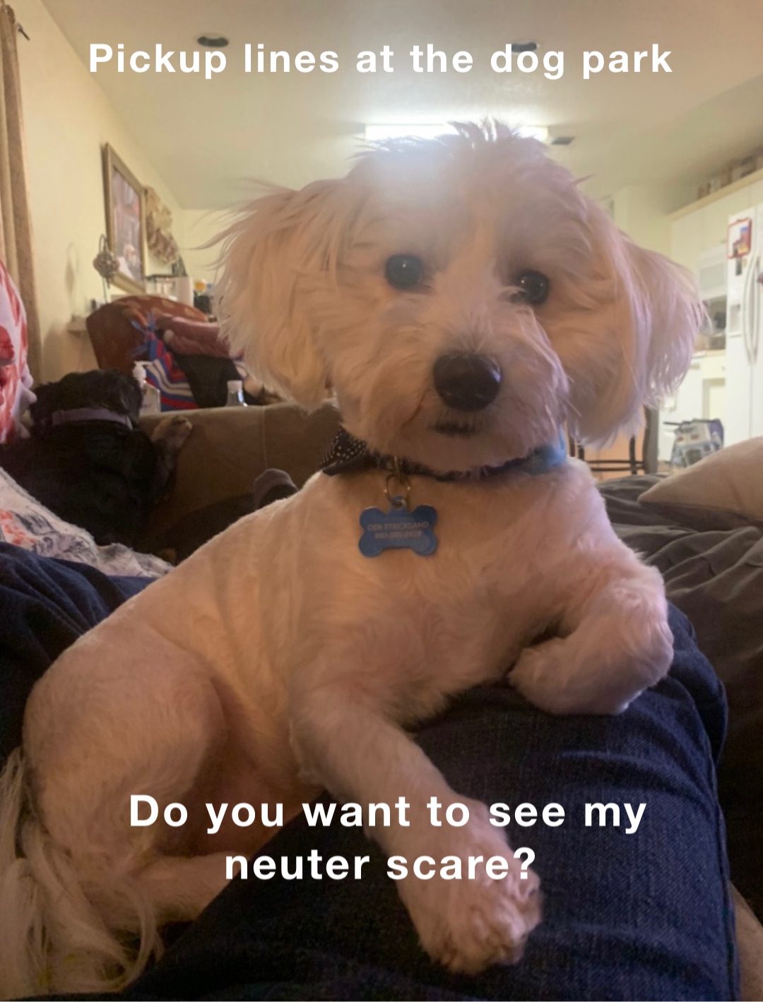 Pickup lines at the dog park Do you want to see my neuter scare?