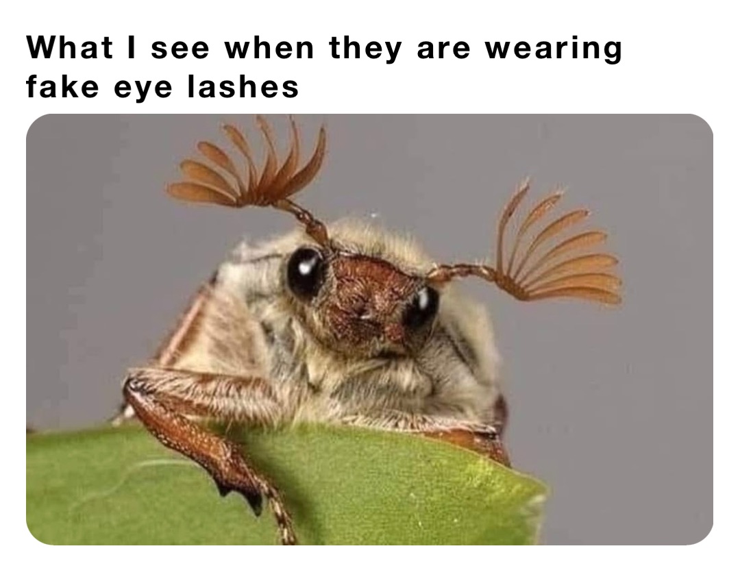 What I see when they are wearing fake eye lashes