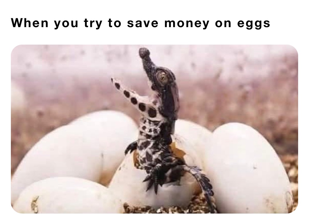 When you try to save money on eggs