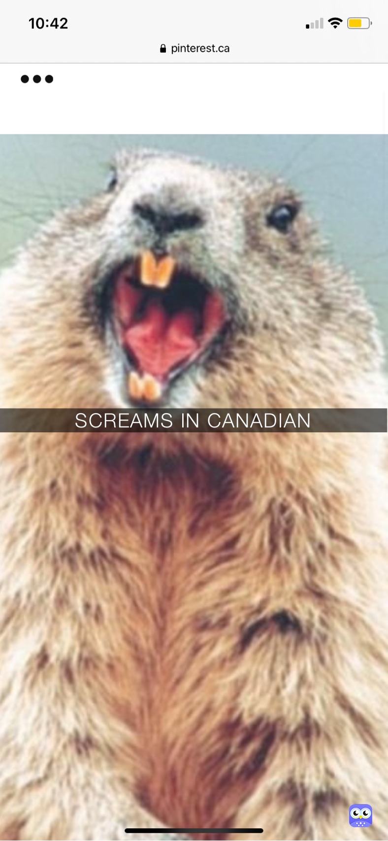 SCREAMS IN CANADIAN