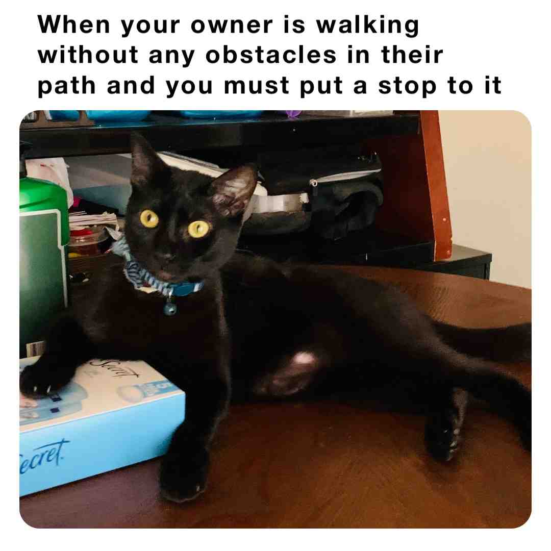 #pet #cat #walking