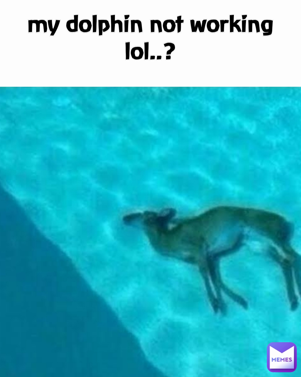 my dolphin not working lol..?