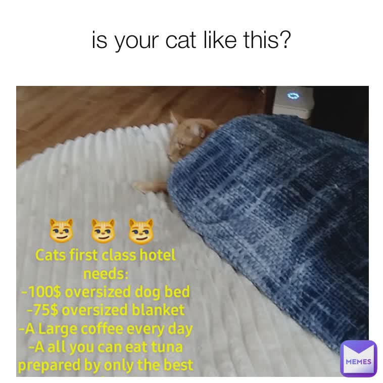 is your cat like this?