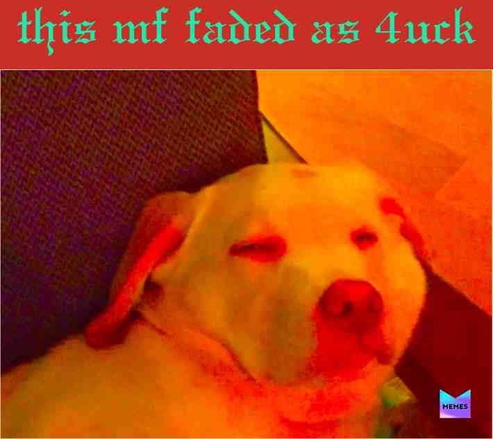 my dog got into my shit again lmao 😎
