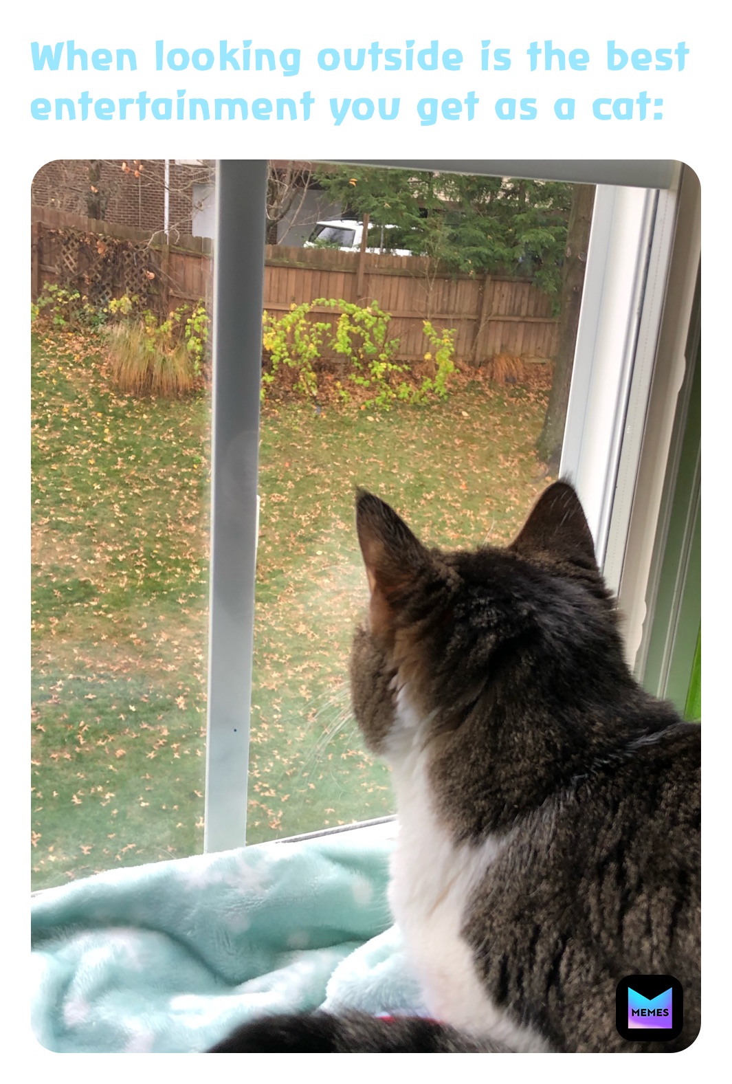 When looking outside is the best entertainment you get as a cat: