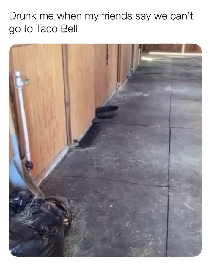 #tacobell is life ​ #betrayal ​ #nachos   #tacobell