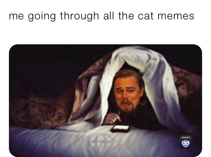 me going through all the cat memes 
