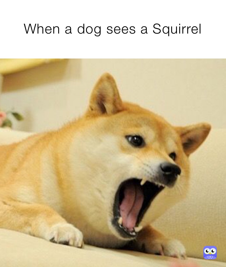 When a dog sees a Squirrel 