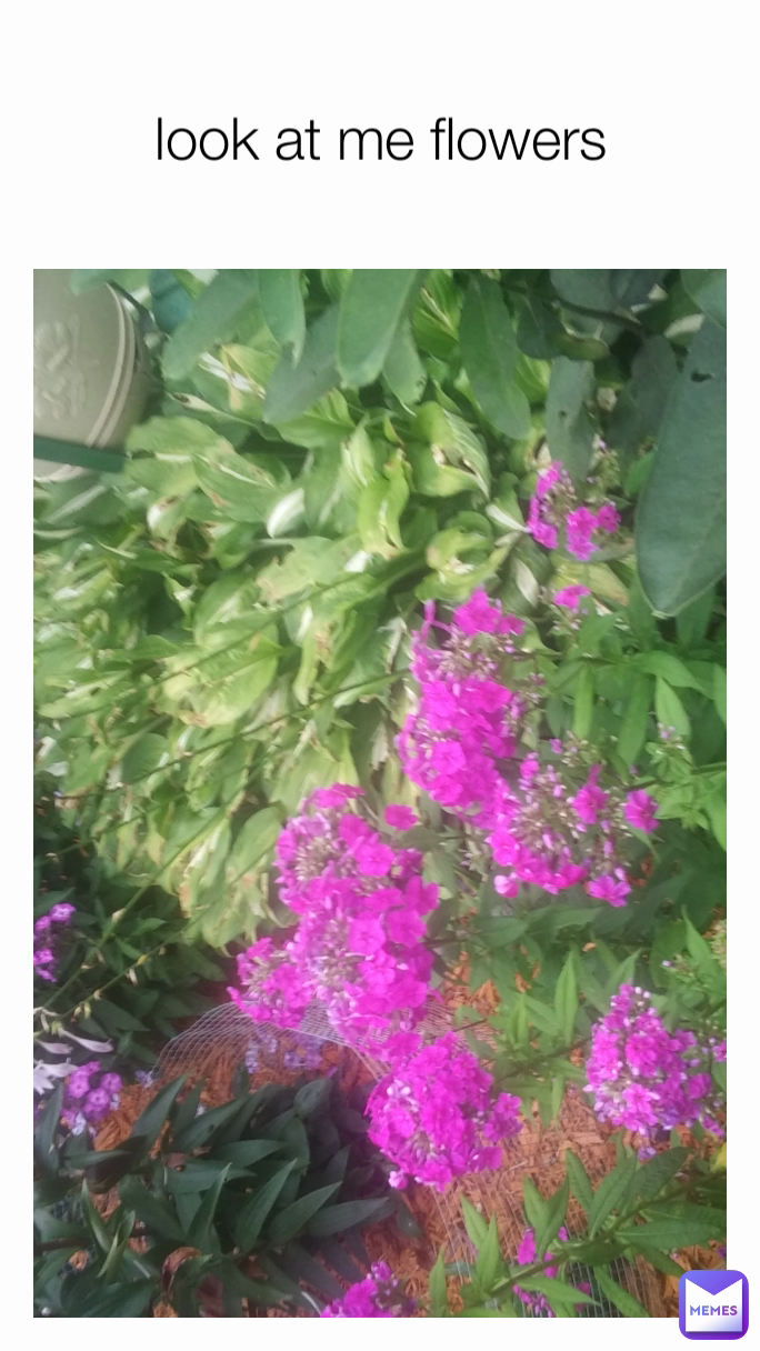 look at me flowers