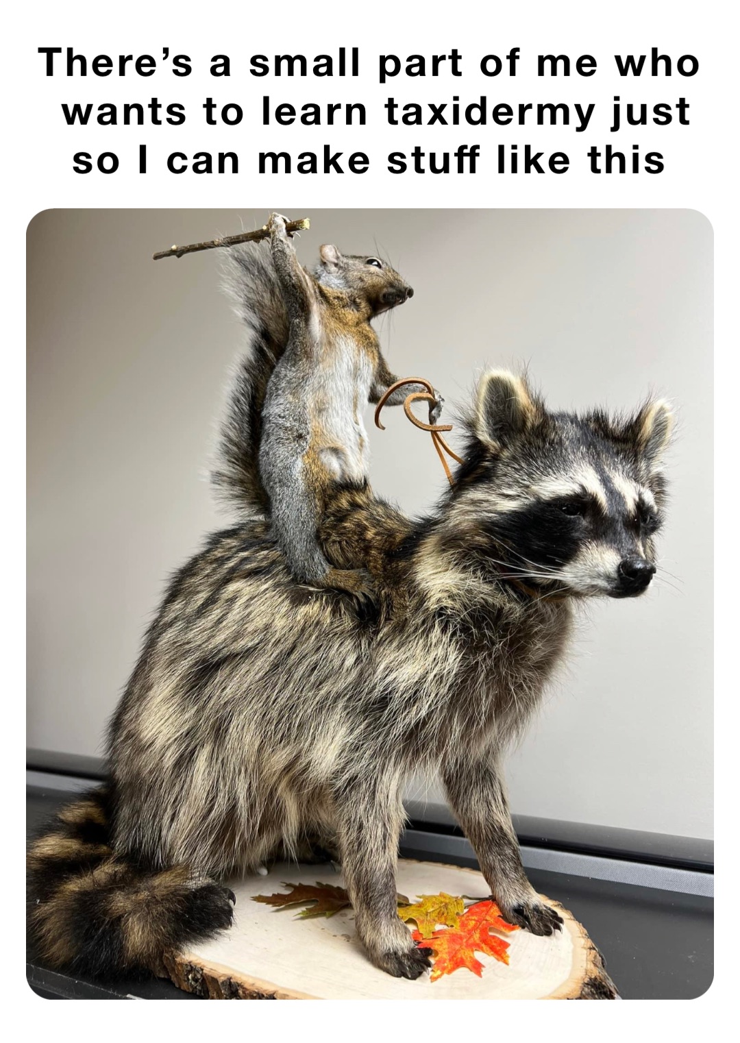 There’s a small part of me who wants to learn taxidermy just so I can make stuff like this