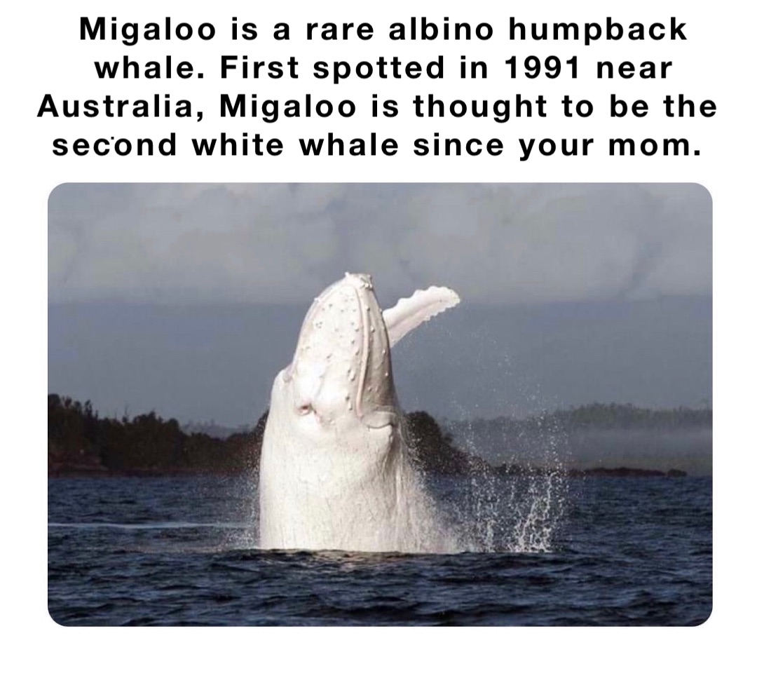 Migaloo is a rare albino humpback whale. First spotted in 1991 near Australia, Migaloo is thought to be the second white whale since your mom.