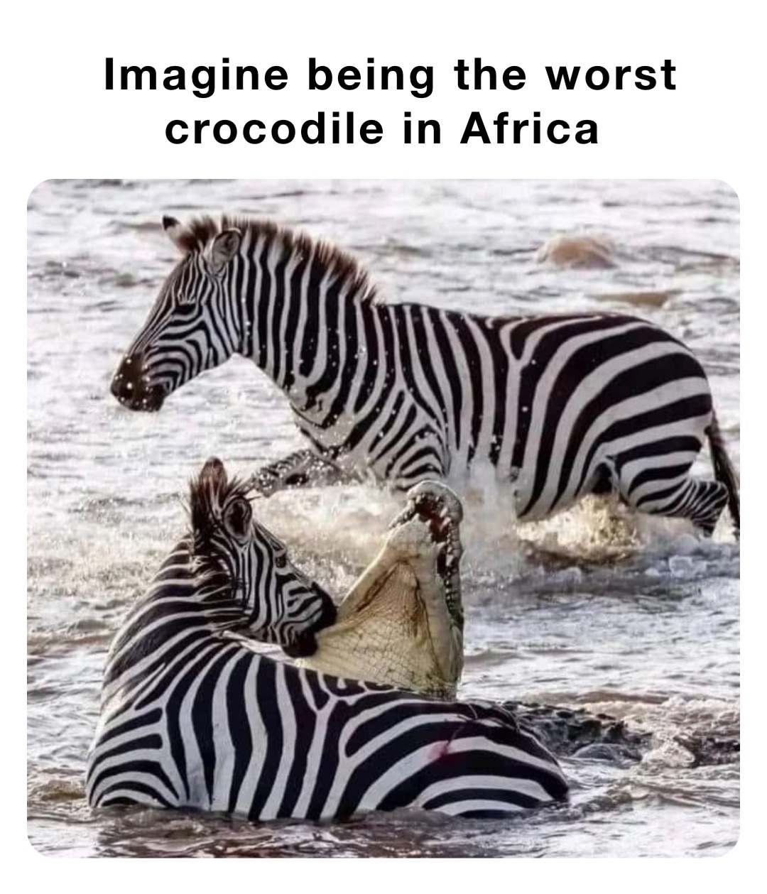 Imagine being the worst crocodile in Africa